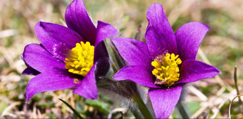 Өдөртөө +11…+13 хэм байна